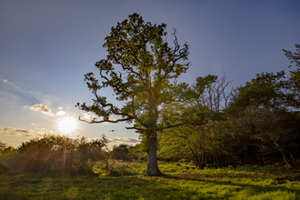 Oak Tree