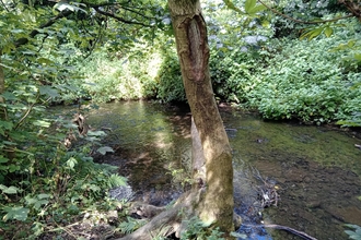 A brook with shrubs and trees on the shore