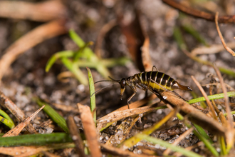 A female snow flea climbing over detritis on the ground