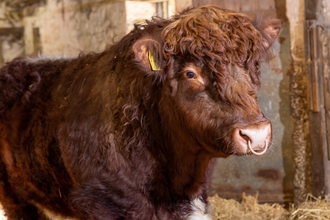 A side shot of Casanova, a Luing Bull on the Rothbury Estate, stood in a barn with hay seen in the background. He is s large bull with dark brown colouring. 