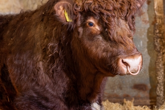 A side shot of Casanova, a Luing Bull on the Rothbury Estate, stood in a barn with hay seen in the background. He is s large bull with dark brown colouring.