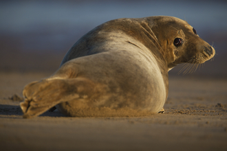 Grey Seal on beach