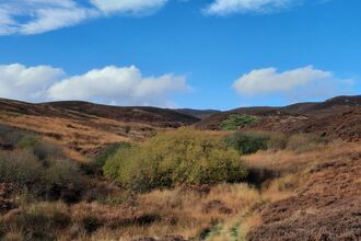 rolling hills covered in brown and green vegetation. The sky above is bright blue with scattered white clouds. In the foreground, tall grasses and shrubs mix with a small path winding through the vegetation. The middle ground features dense shrubbery and bushes