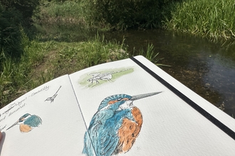 A painting of a kingfisher in a sketchbook, with a sketch of a grasshopper just above it