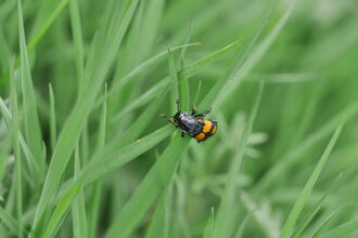 A common sexton beetle, black with orange bands across its back, clambers over a blade of grass