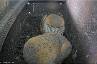 Two adult barn owls sleeping in a nestbox, captured by a nestbox camera