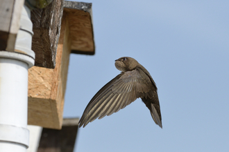 Swift returning to its nestbox under an eave, with its throat pouch bulging with insects