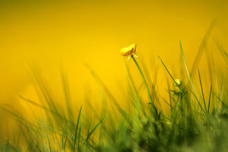 A bright yellow buttercup reaching up from long grass, against a soft yellow background