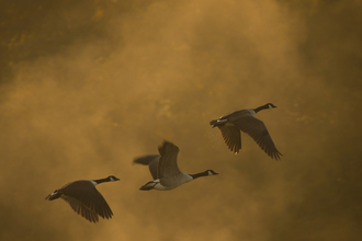 Canada Geese