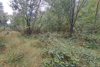 Joan Beech Wood BNG Habitat Bank