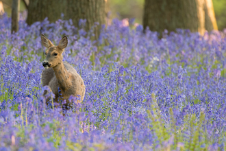 Roe Deer Bluebells