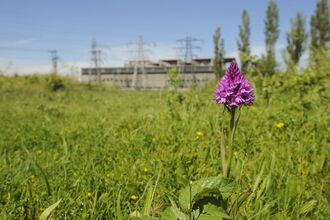 A pyramidal orchid, a purple flower with a cone shape, growing in a green field, a building a powerlines in the background blurred out