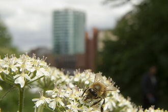 Bee Sheffield