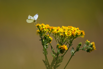 A small white butterfly perched on a ragwort flower. Ragwort is a yellow flower on top of long, green stems