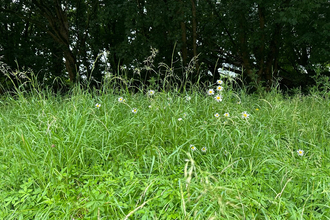 A grass area with daisies popping up, and bushes in the background