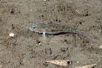 Fries's goby, a small silvery-grey fish with golden-yellow spots, resting on a muddy seafloor beside some shells