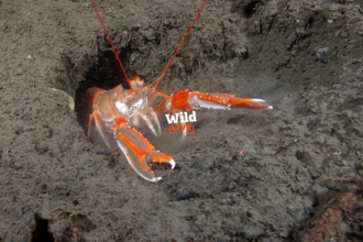 Nephrop in seabed mud