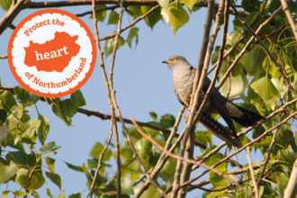 An adult cuckoo sits in a tree, blue sky behind it. An emblem in orange says "Protect the heart of Northumberland"