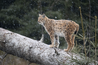 A lynx stood on a fallen tree, looking into the distance, in a light snow blizzard
