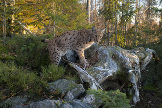 A Eurasian lynx, with a spotted coat, climbing on to an old fallen tree branch, in a wooded area. Dappled sunlight filters through the trees