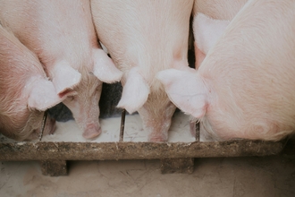 A group of five pigs standing closely together, around a milk drough, drinking. They are indoors.