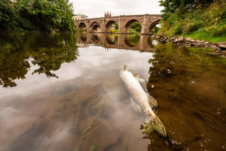 A dead pike floating in the River Wye, with the Old Bridge, a large bridge, seen in the background