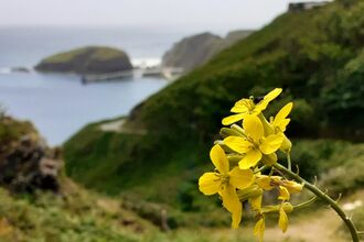 Lundy cabbage with yellow flowers on a costal cliff face