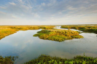 The view across a saltmarsh, with large pools of water amongst saltmarsh vegetation