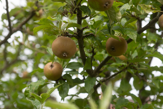 Three russet apples in a tree