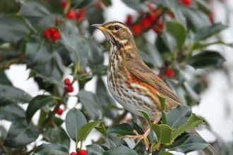 A red wing -dark brown above and white below, with a black-streaked breast and distinctive orangey-red flanks and underwing - a sits in a holly bush full of red berries
