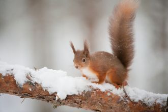 A red squirrel crouches on a snow covered branch, it's bushy tail high behind it