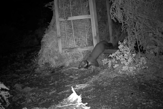 A still from camera trap footage showing a pine marten walking out of its pen as it's released into Exmoor National Park