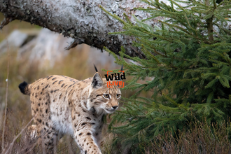 Lynx walking under a fallen tree with the Wild LIVE logo on top
