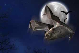 Large bat in front of moon