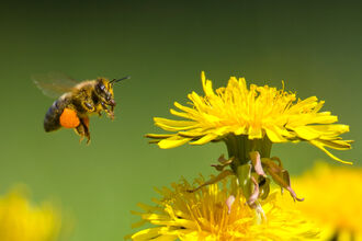 Bee flying to a dandelion