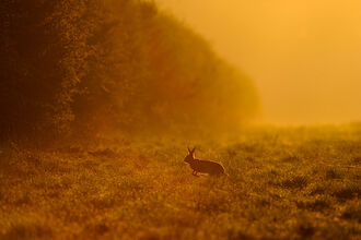 Silhouette of a hare standing in a grassy field at sunrise, bathed in warm golden light. Dense trees line the left side of the image