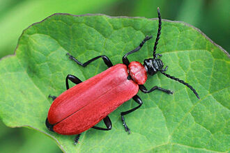 Red headed cardinal beetle