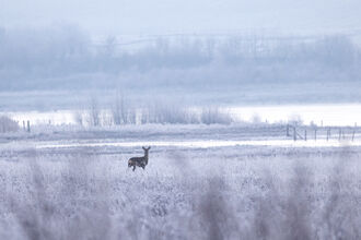 A deer is stood in a snowy field, surrounded by frosty grasses, with fields visible in the background covered in snow