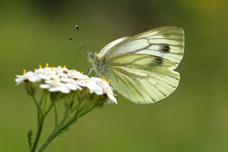 White butterfly on white plant