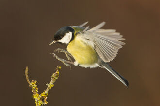 Great tit landing on twig