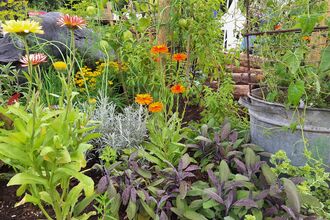 Yellow and orange herbs and flowers