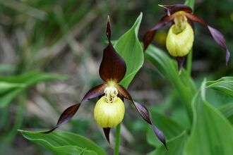 Close-up of two lady’s slipper orchids with bright yellow pouch-like petals and deep maroon outer petals, surrounded by green leaves. 