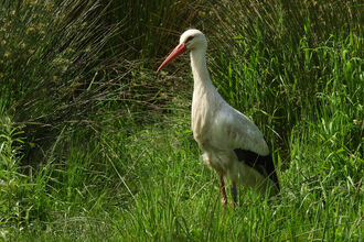 A white stork standing in a marshy, grassy area. It has a long orange beak and black edges to its wings.