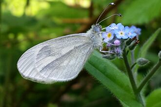 Close-up of a wood white butterfly perched on a small cluster of blue and pink flowers, showing its pale, delicate wings with subtle grey veining