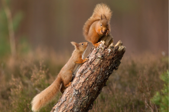 Two red squirrels sitting on a log, one his holding a nut to its mouth, the other reaching in to see the nut more closely