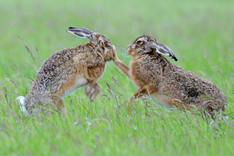 A female hare on the right boops a males nose with her paw