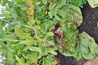 A raised bed with a large lettuce, peas and herbs growing. They are growing closely together, with pea pods visibly hanging from the plant