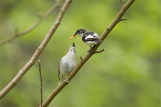 A male and female pied flycatchers sitting on a branch, the male is holding grubs in his beak and the female is reaching to take one