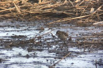 A water pipit, brown and streaky with a prominent pale eyebrow stripe, picking through the mud at the edge of a reedbed