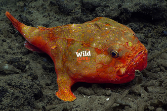 Coffinfish on the sea floor. Bright orange blobby fish